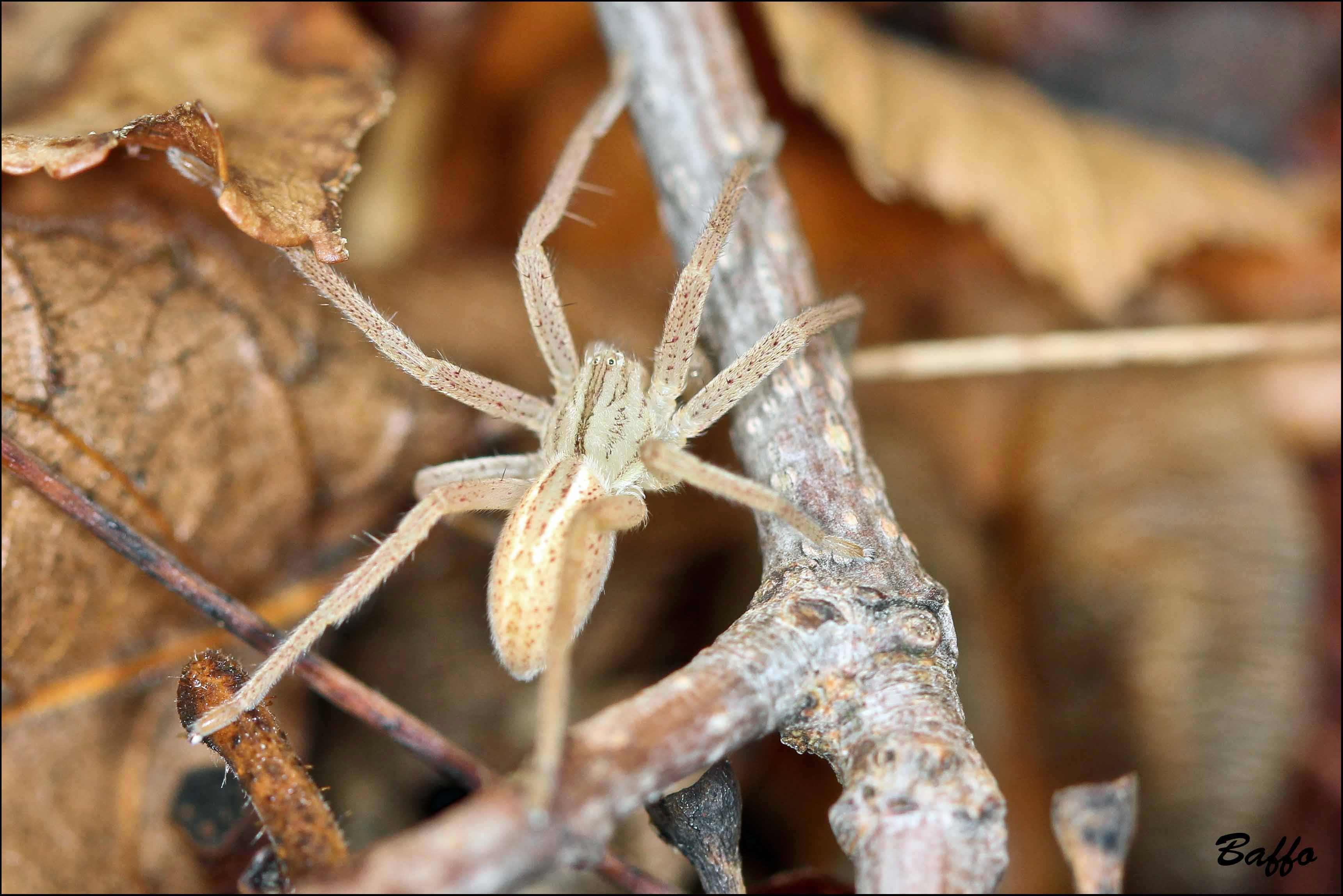 Micrommata virescens